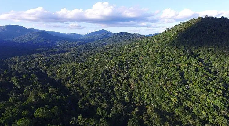 Bosque Atlántico de Brasil