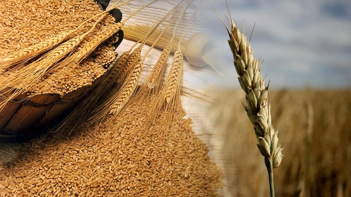 Producción de trigo en el mundo.