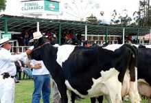 Feria Fongal Cajamarca