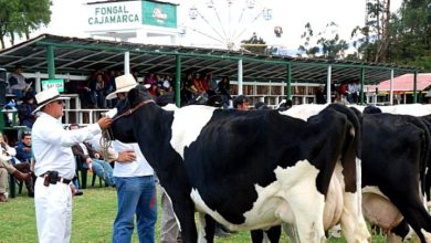Feria Fongal Cajamarca