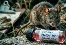 Hantavirus